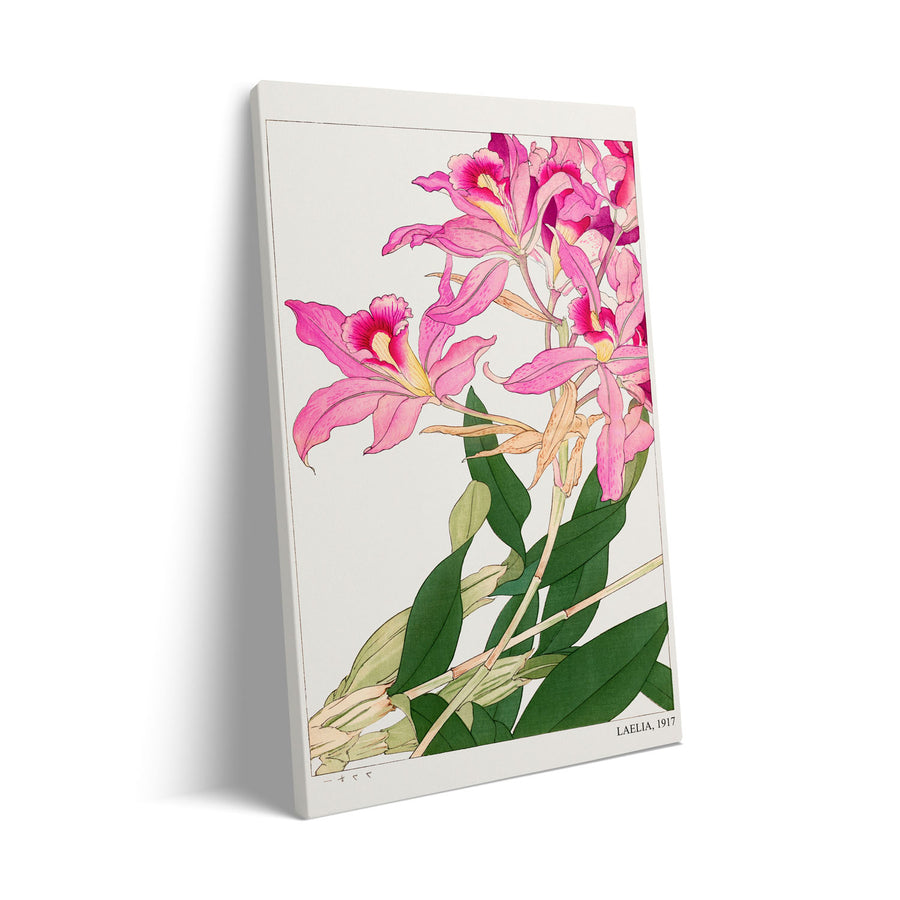 laelia-1917-tanigami-konam
