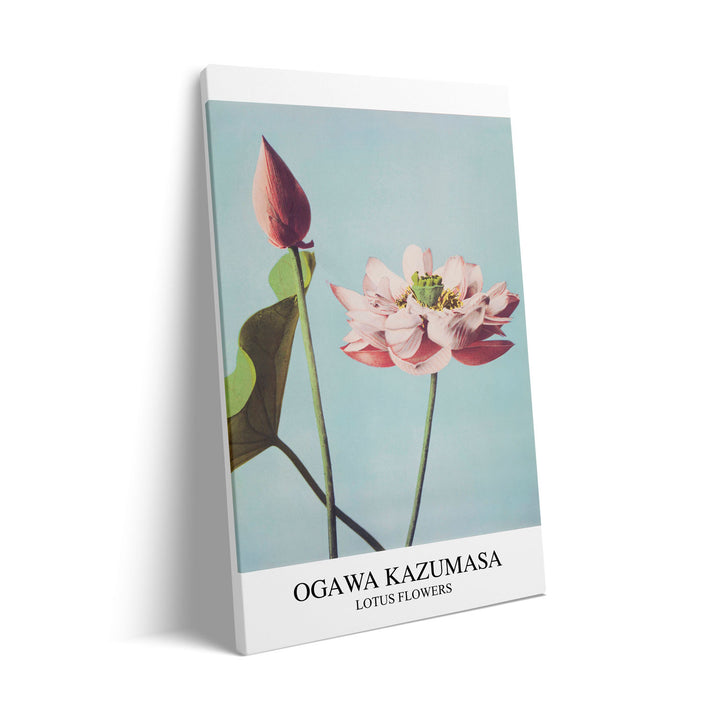 lotus-ogawa-kazumasa