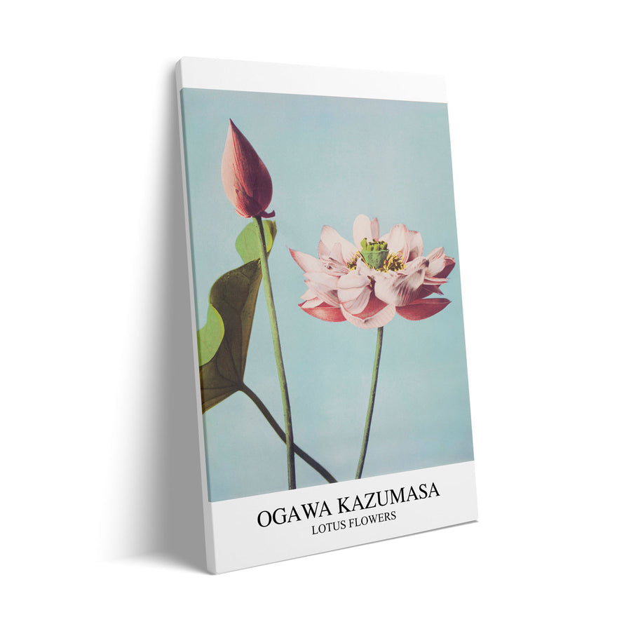 lotus-ogawa-kazumasa