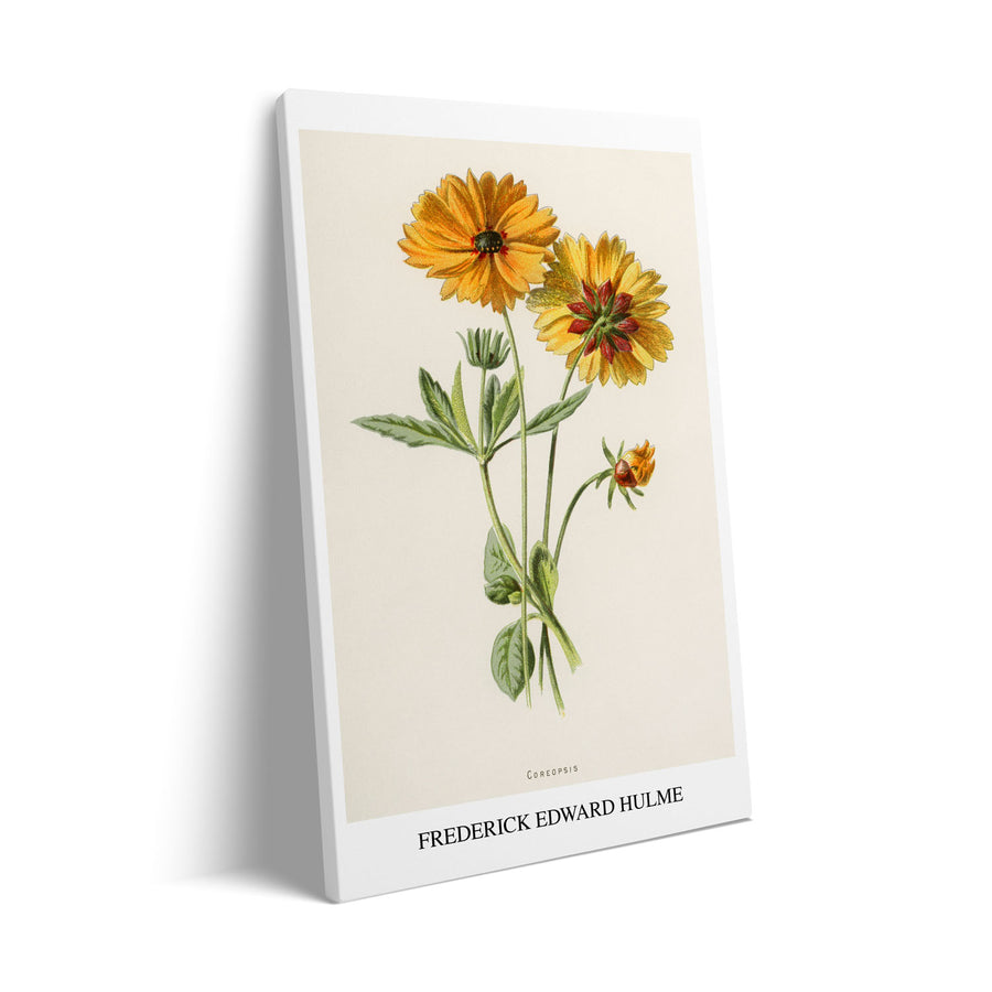 coreopsis-frederick-edward-hulme