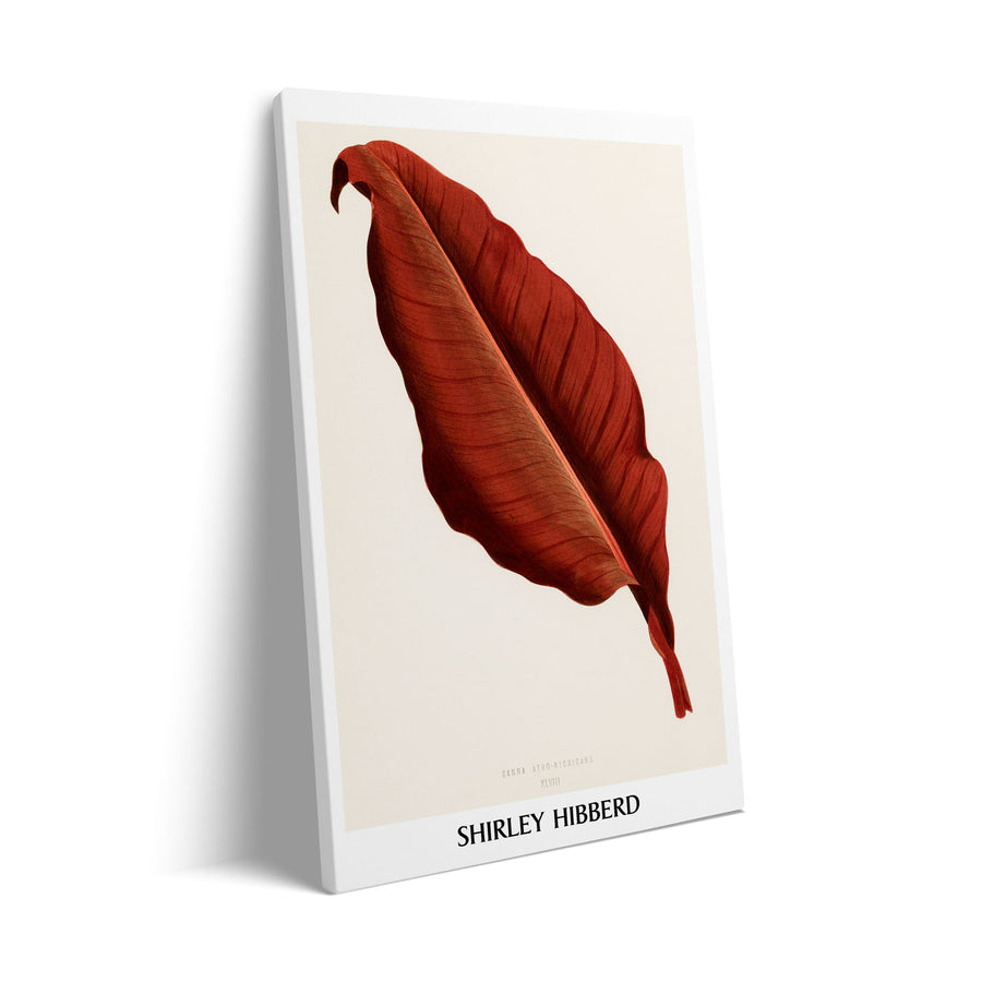 canna-atro-nigricans-shirley-hibberd