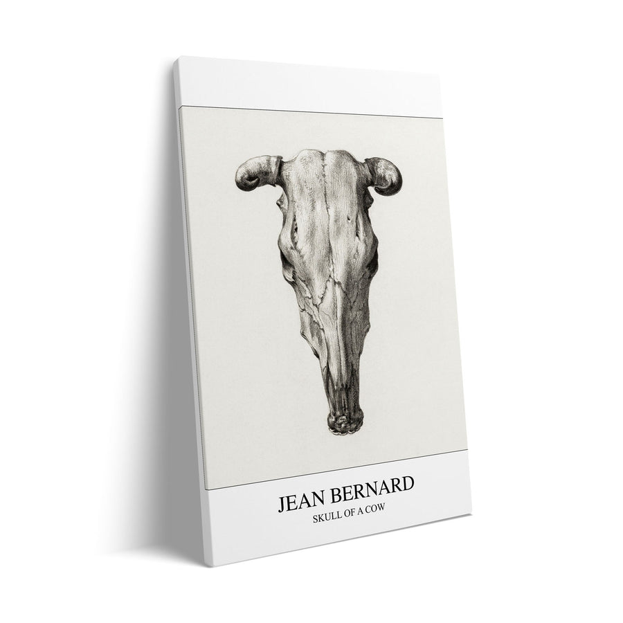 skull-of-a-cow-seen-from-above-jean-bernard