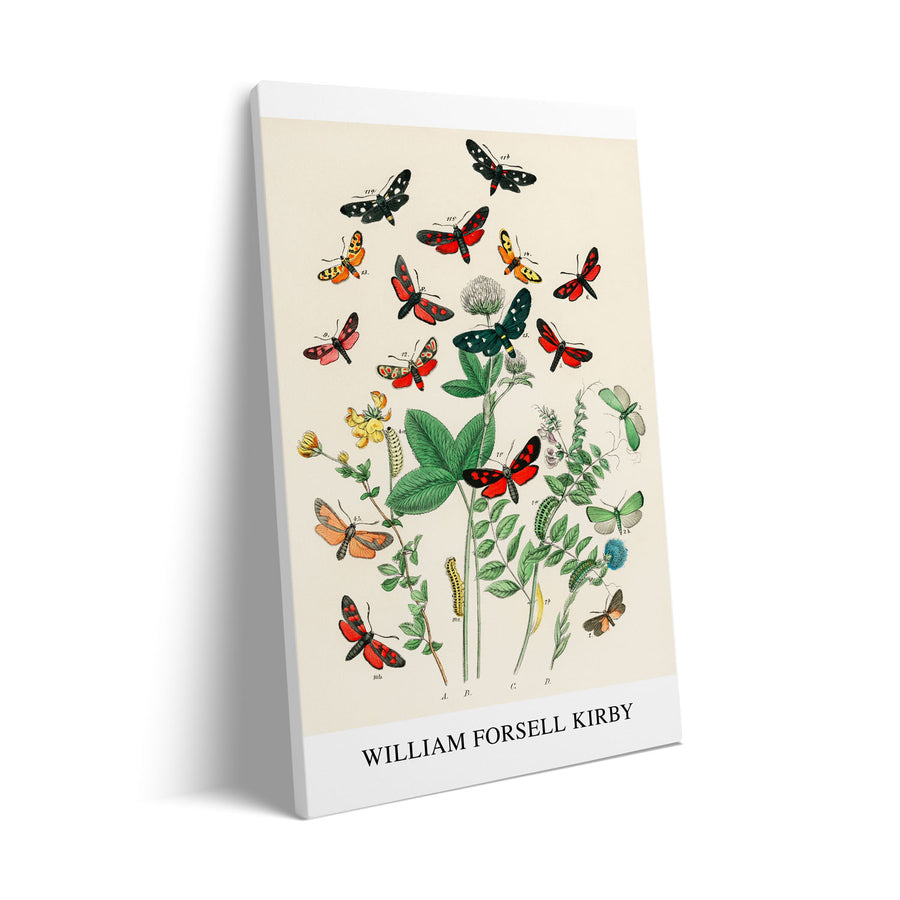 european-butterfiles-moths-william-forsel-kirby