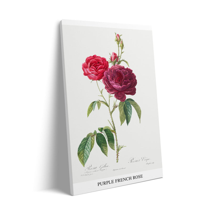 purple-french-rose-pierre-joseph-redoute