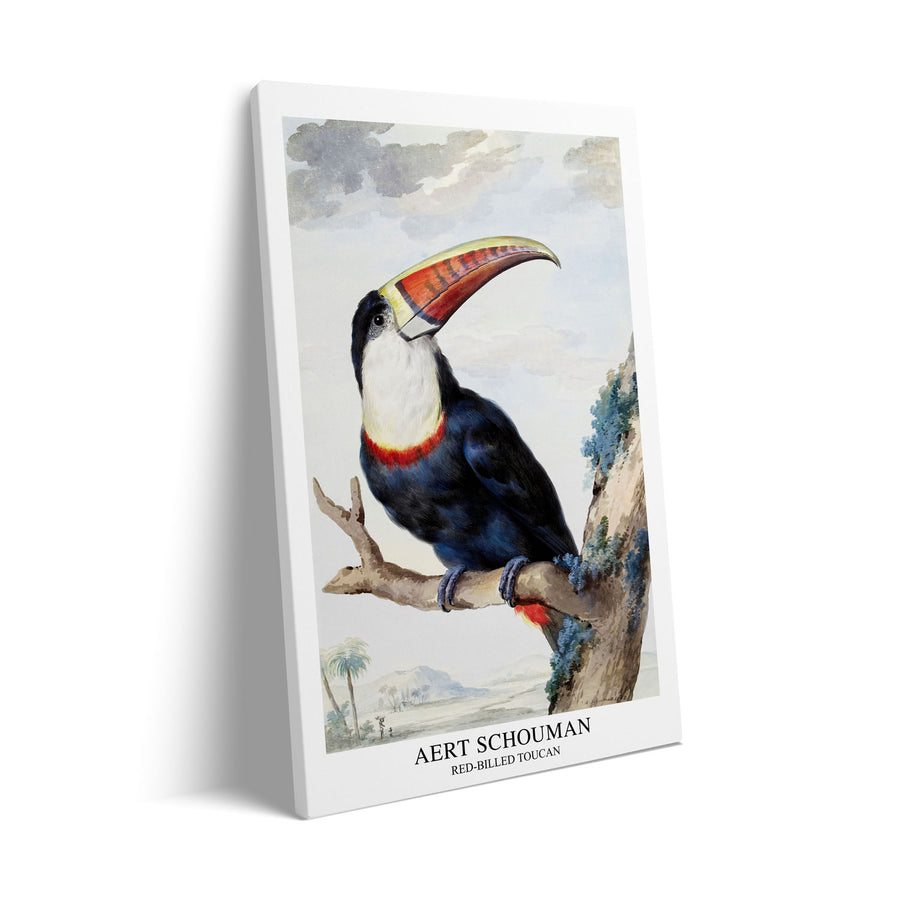 red-billed-toucan-1748-aert-schouman