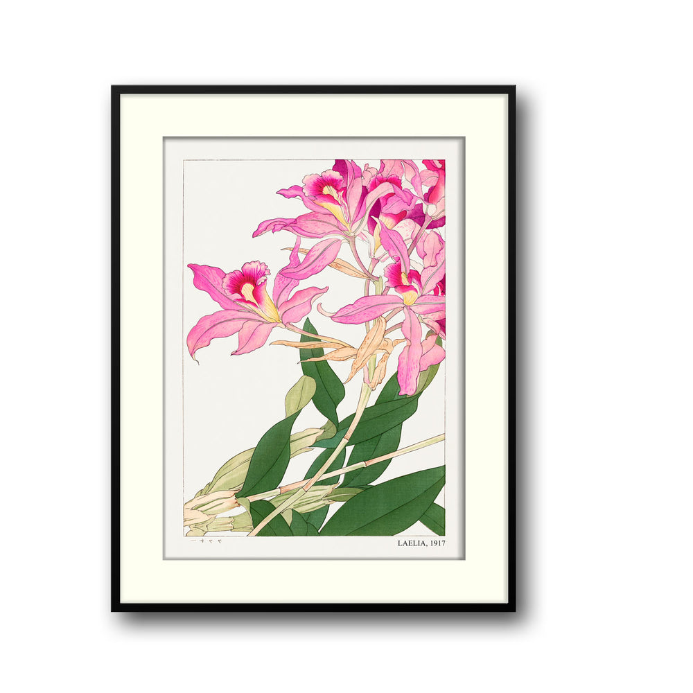 laelia-1917-tanigami-konam