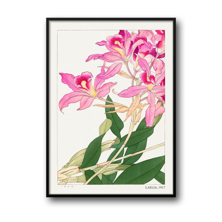 laelia-1917-tanigami-konam