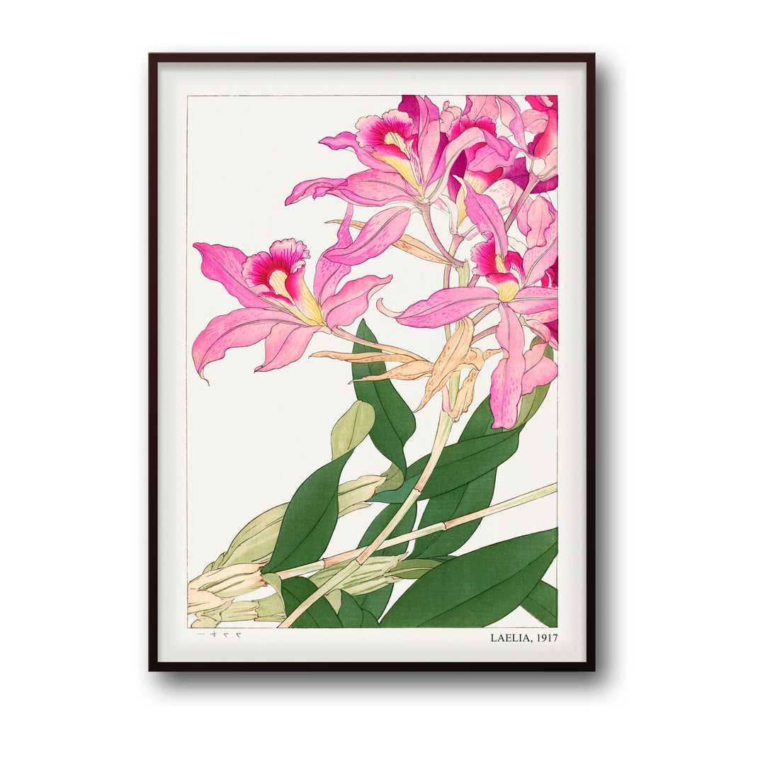 laelia-1917-tanigami-konam
