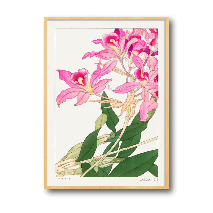 laelia-1917-tanigami-konam