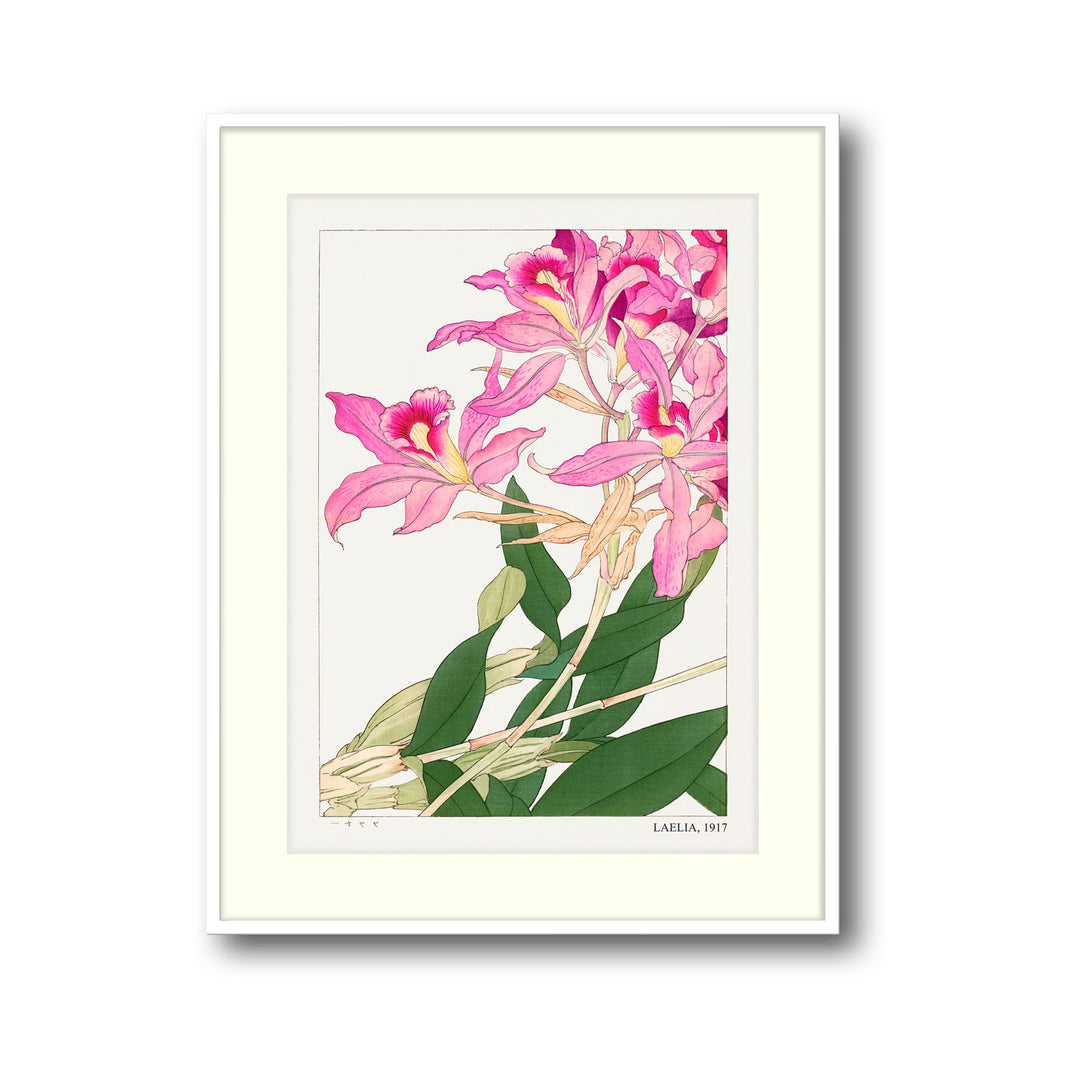 laelia-1917-tanigami-konam