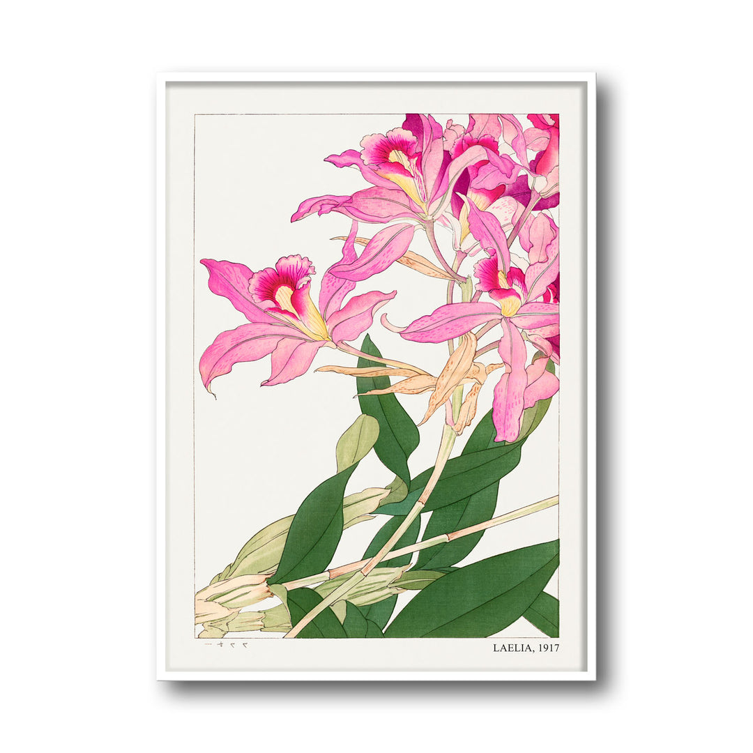 laelia-1917-tanigami-konam