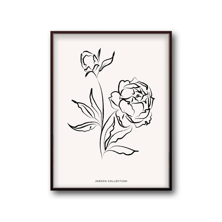 pivoines