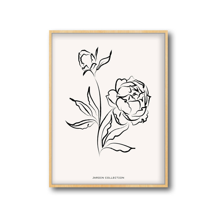 pivoines