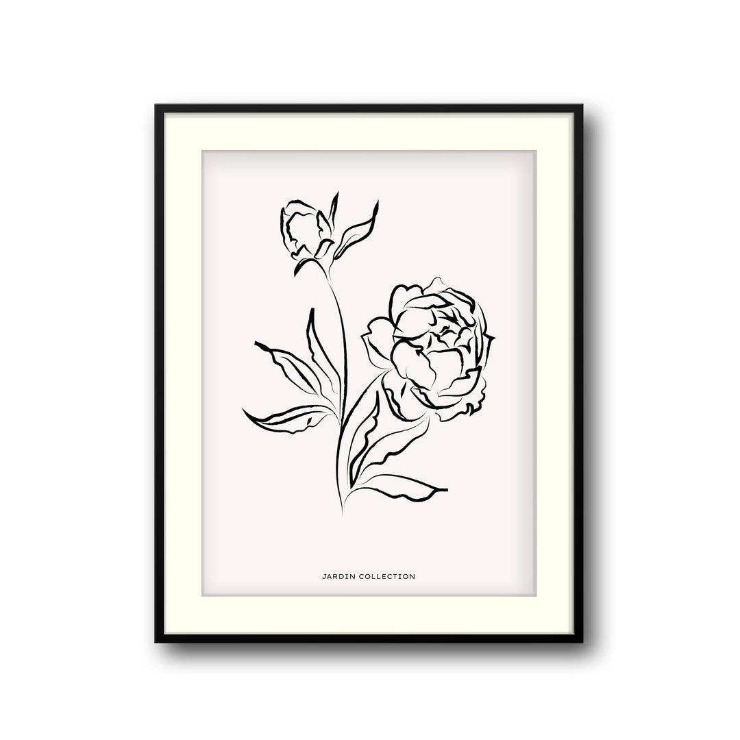 pivoines