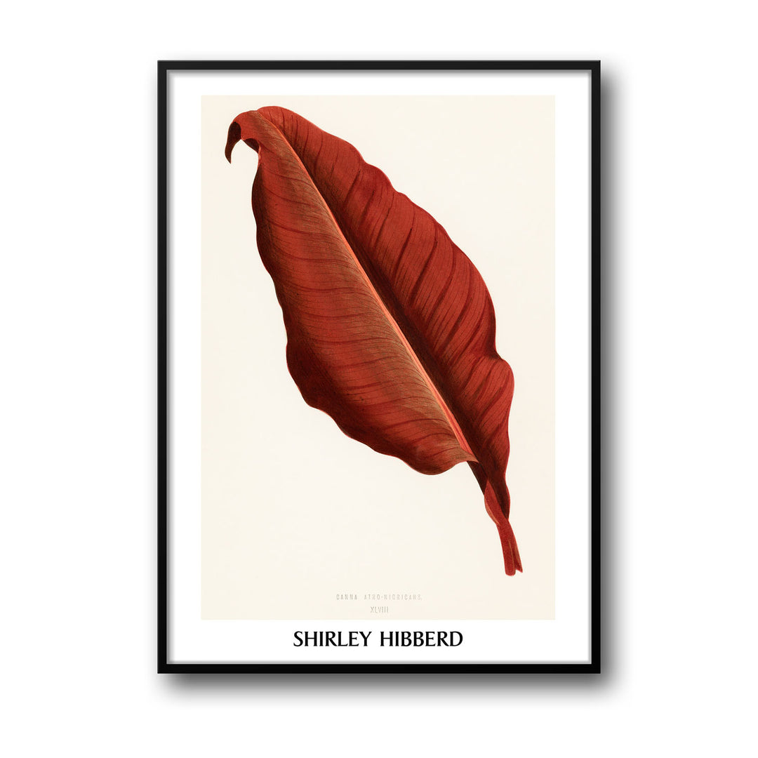 canna-atro-nigricans-shirley-hibberd
