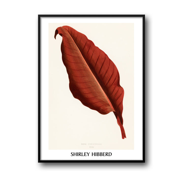 canna-atro-nigricans-shirley-hibberd