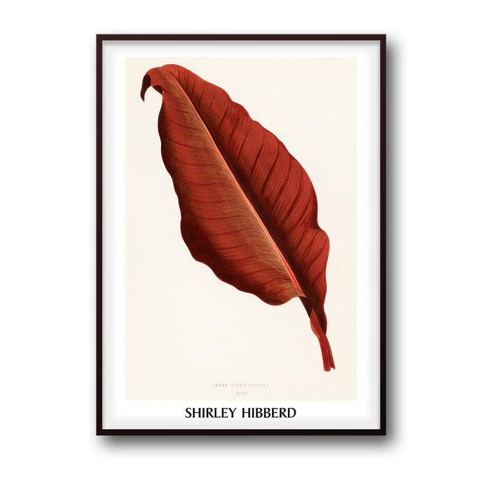 canna-atro-nigricans-shirley-hibberd