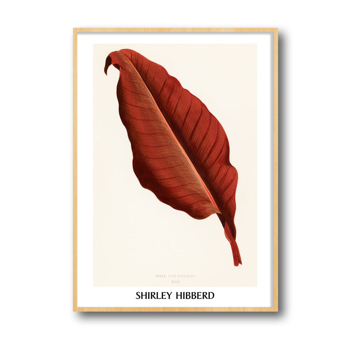 canna-atro-nigricans-shirley-hibberd