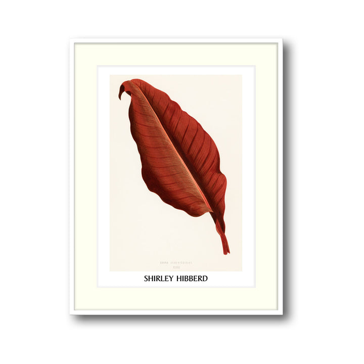 canna-atro-nigricans-shirley-hibberd