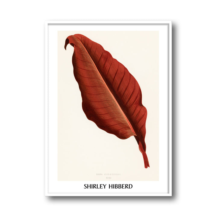canna-atro-nigricans-shirley-hibberd