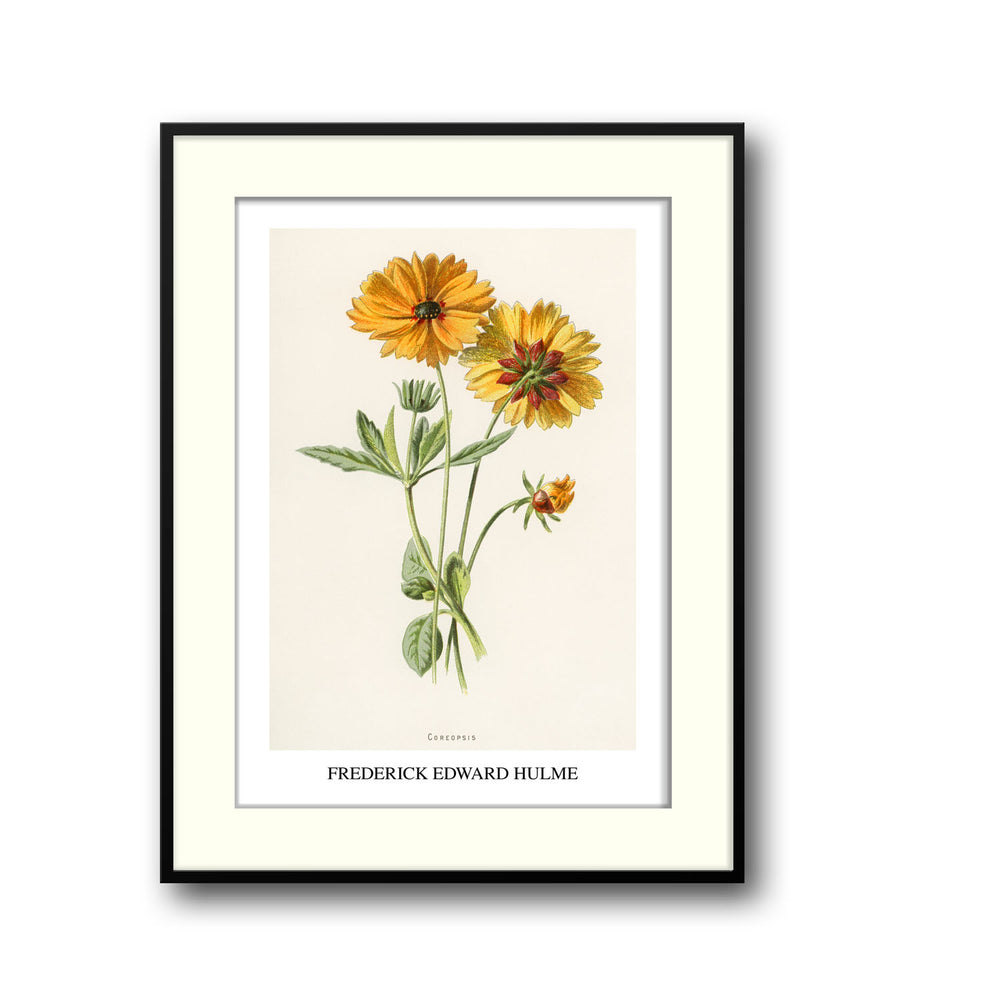 coreopsis-frederick-edward-hulme