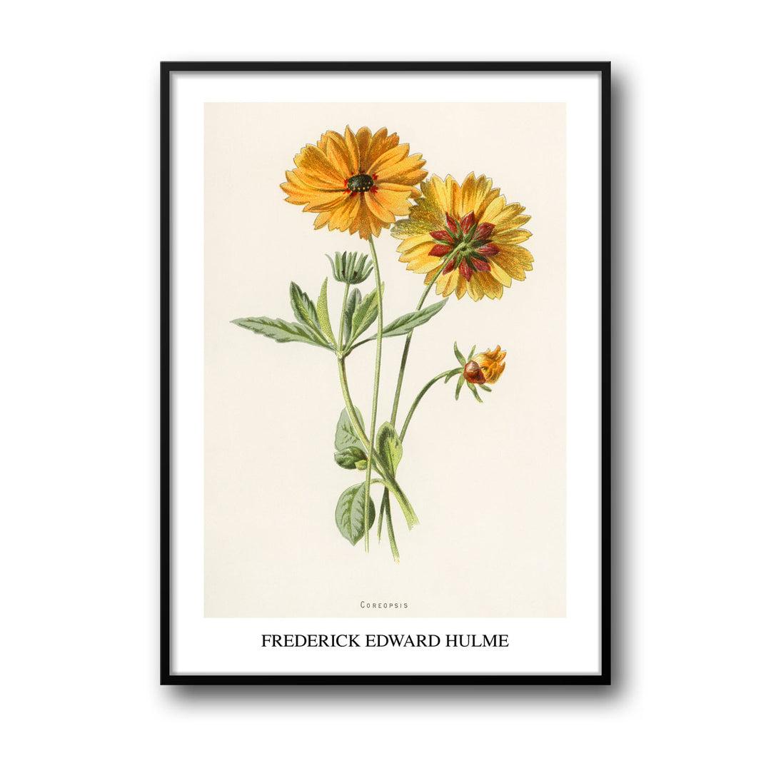 coreopsis-frederick-edward-hulme