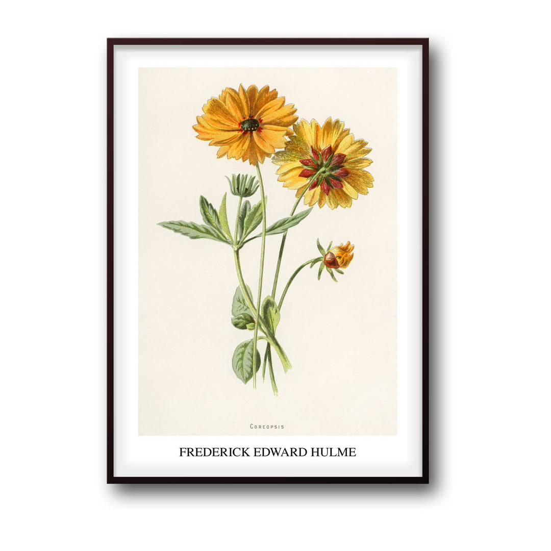 coreopsis-frederick-edward-hulme