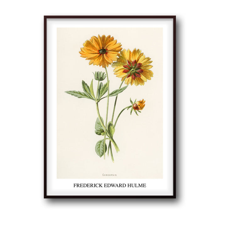 coreopsis-frederick-edward-hulme