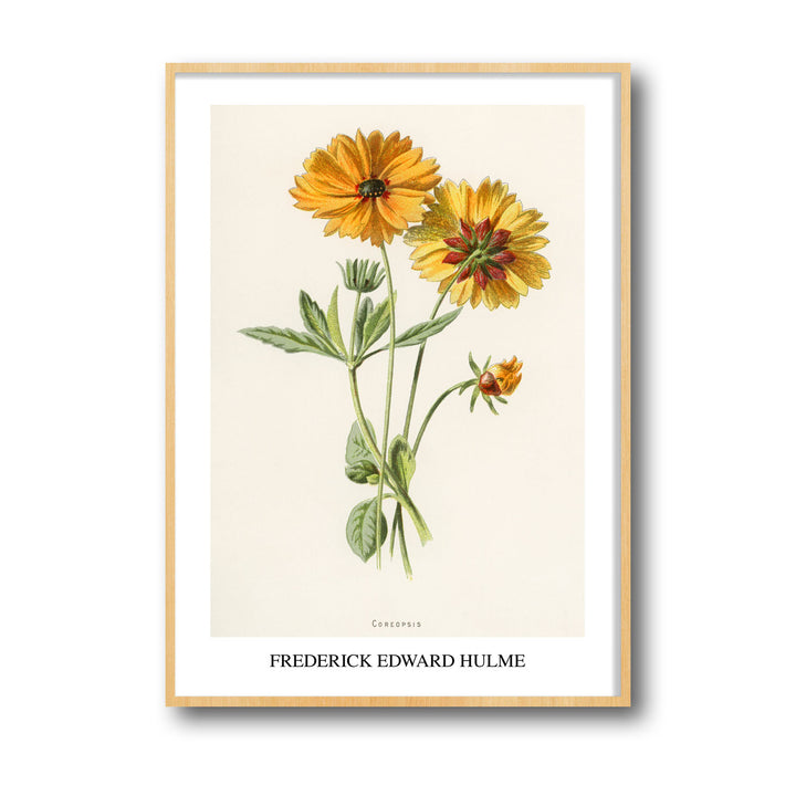 coreopsis-frederick-edward-hulme