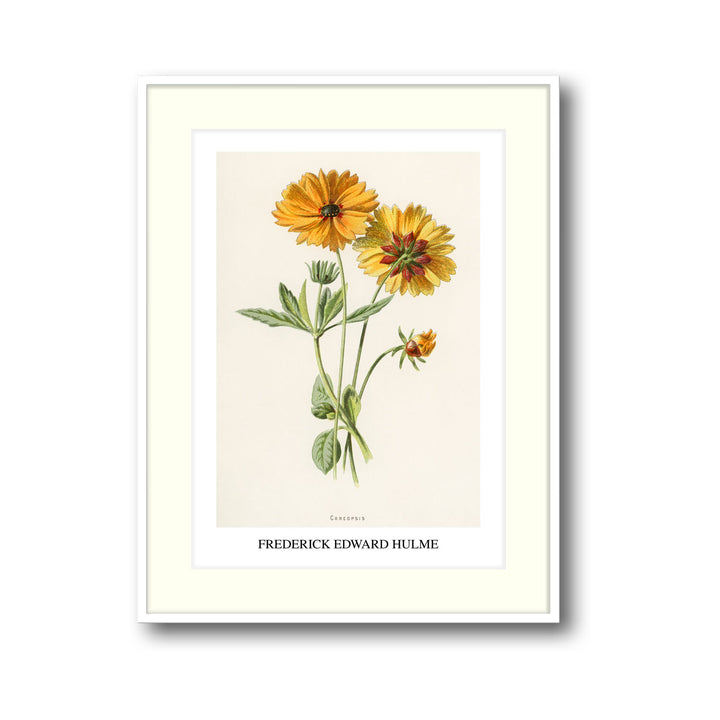 coreopsis-frederick-edward-hulme