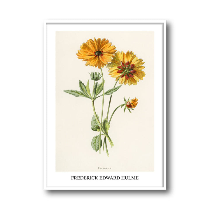 coreopsis-frederick-edward-hulme