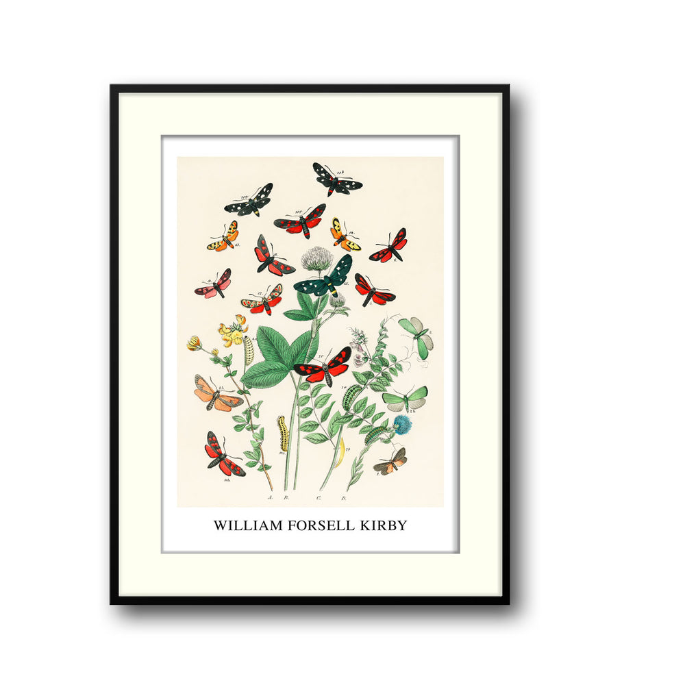 european-butterfiles-moths-william-forsel-kirby