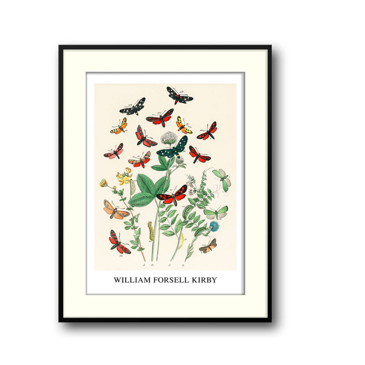 european-butterfiles-moths-william-forsel-kirby