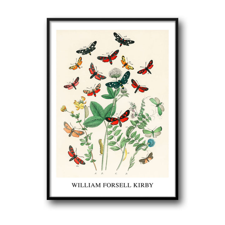 european-butterfiles-moths-william-forsel-kirby