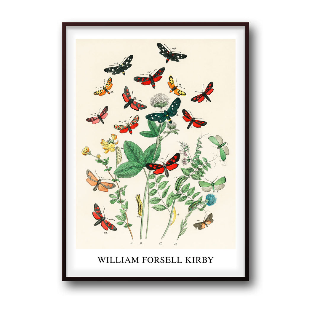 european-butterfiles-moths-william-forsel-kirby