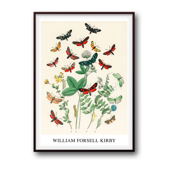 european-butterfiles-moths-william-forsel-kirby