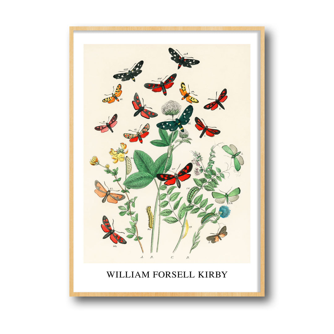 european-butterfiles-moths-william-forsel-kirby