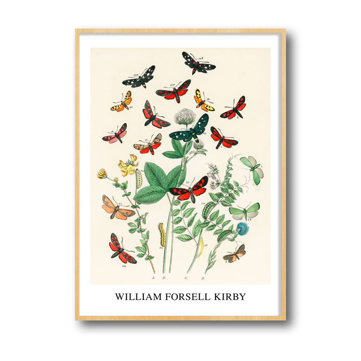 european-butterfiles-moths-william-forsel-kirby