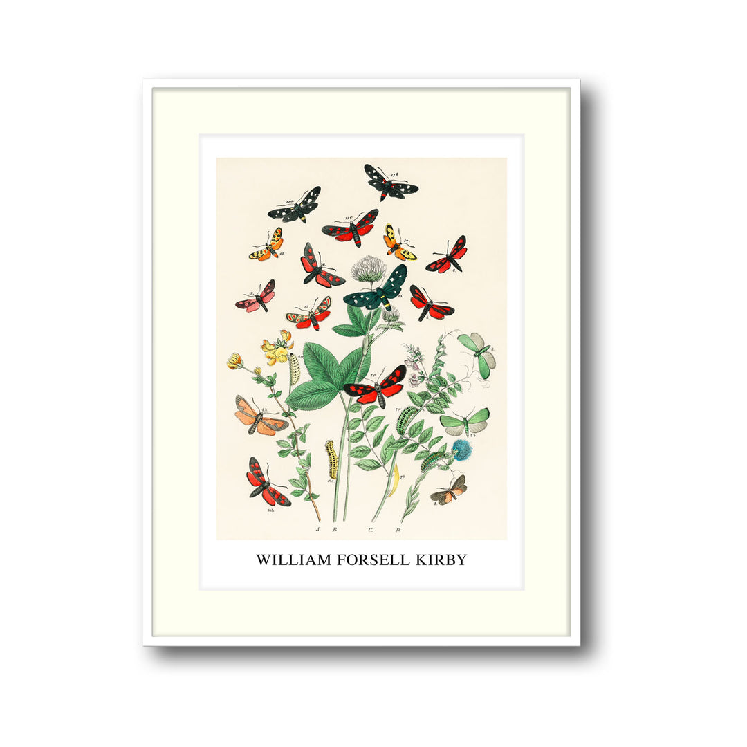 european-butterfiles-moths-william-forsel-kirby