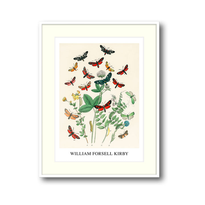 european-butterfiles-moths-william-forsel-kirby