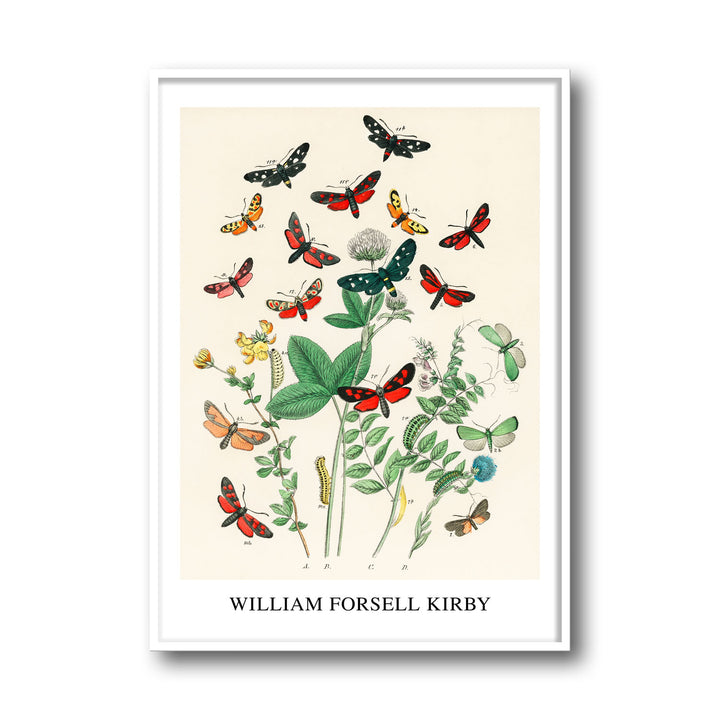 european-butterfiles-moths-william-forsel-kirby