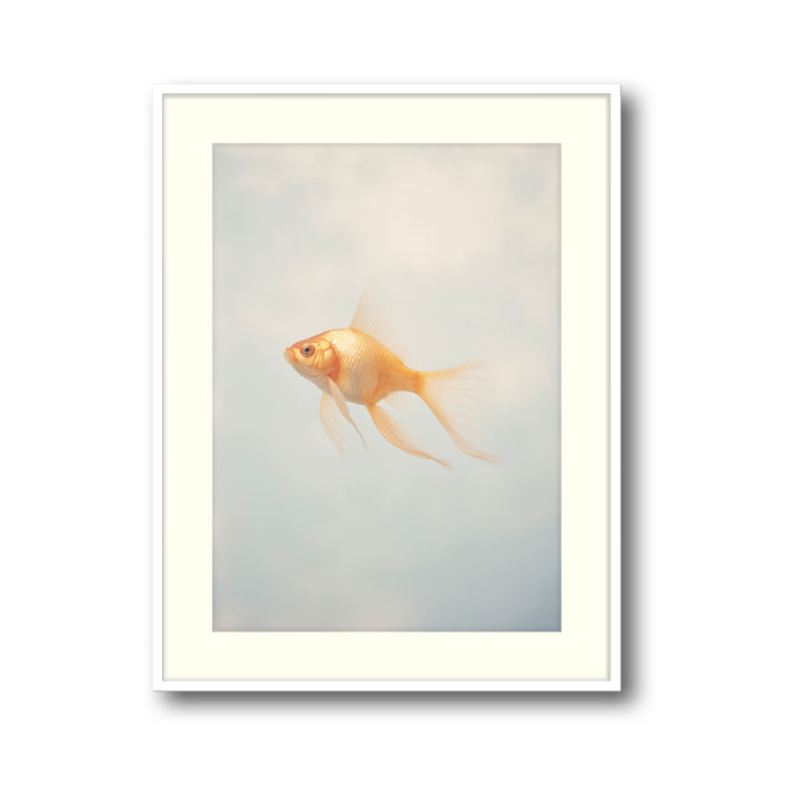 goldfish