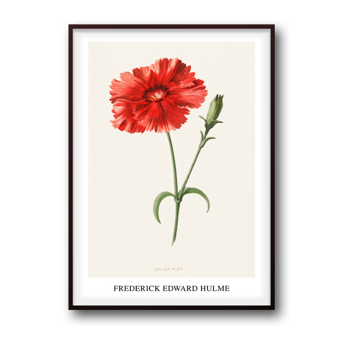 indian-pink-frederick-edward-hulme