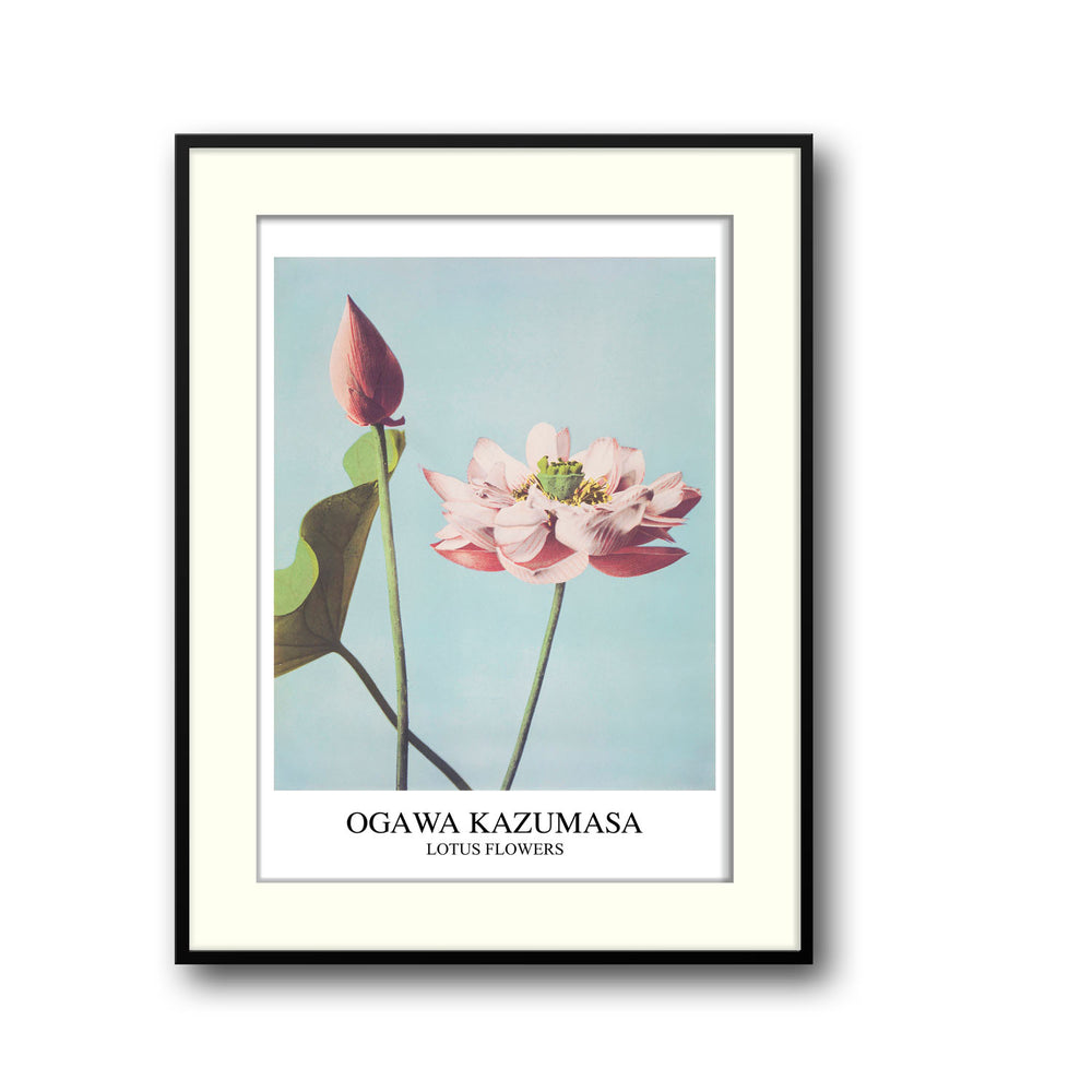 lotus-ogawa-kazumasa