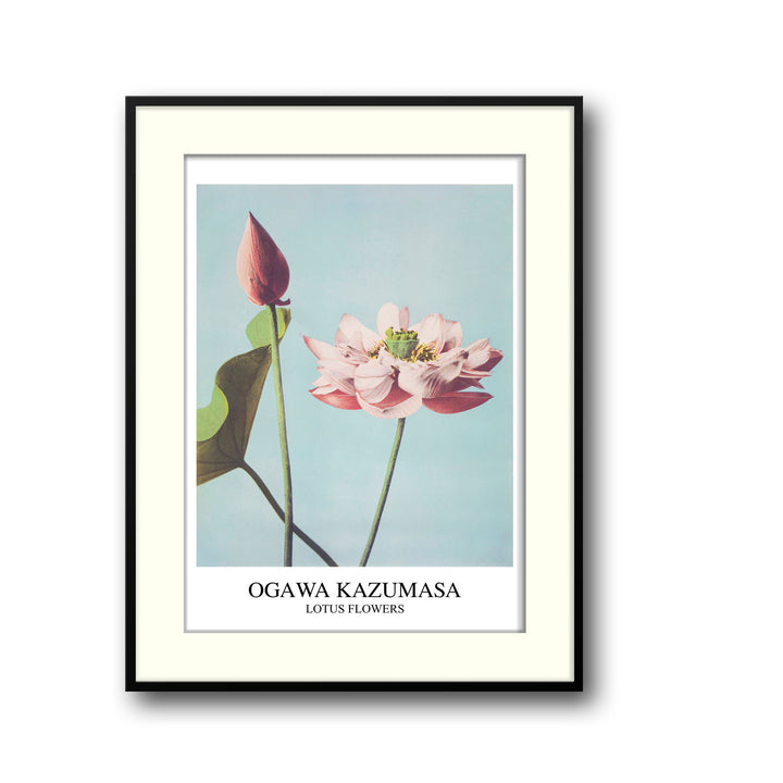 lotus-ogawa-kazumasa