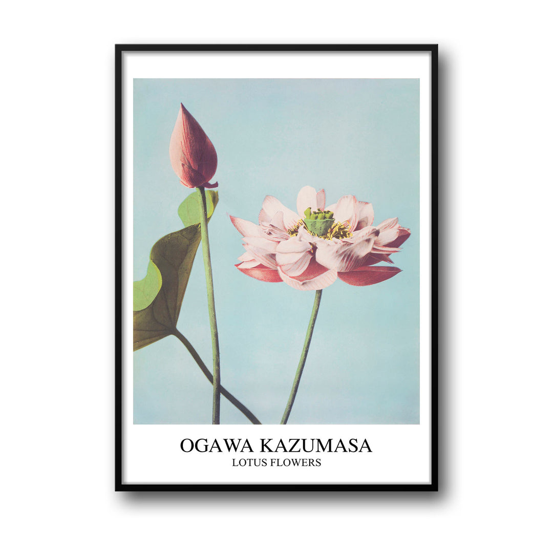 lotus-ogawa-kazumasa