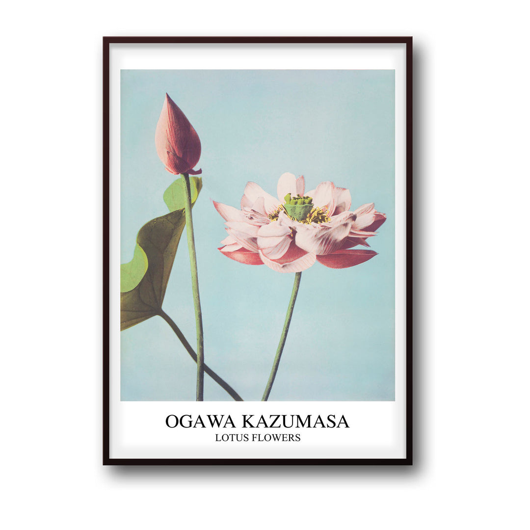 lotus-ogawa-kazumasa