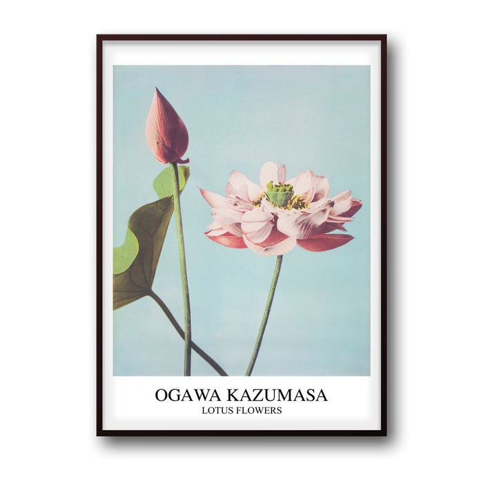 lotus-ogawa-kazumasa