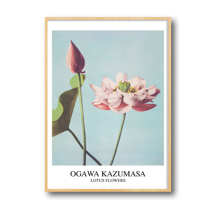 lotus-ogawa-kazumasa