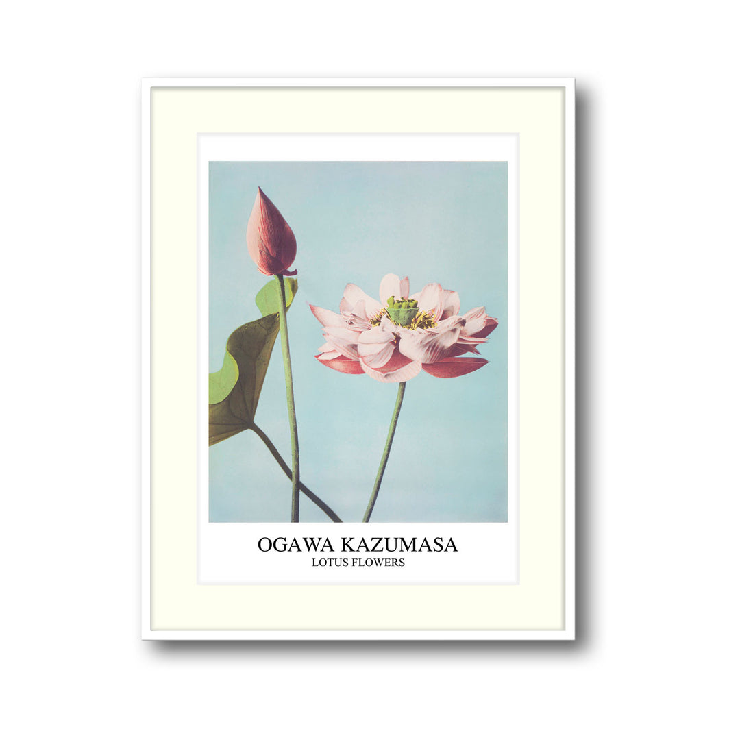 lotus-ogawa-kazumasa